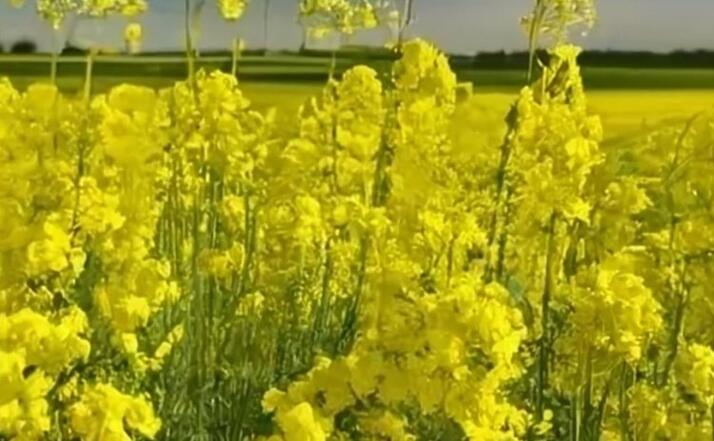 Возрождение семеноводства в Китае
